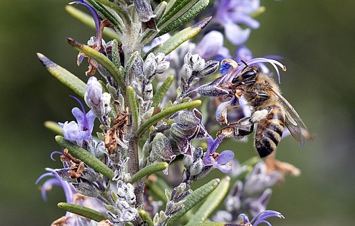 Rosmarin - Honigbiene auf der Blüte