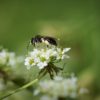 Wildbiene auf Blüte des Wiesen-Bärenklaus (Heracleum sphondylium) (Beitrag Bienen)