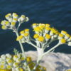Currykraut (Helichrysum italicum) - Darstellung der Blüte