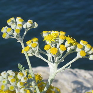Currykraut (Helichrysum italicum) - Darstellung der Blüte