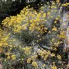 Currykraut (Helichrysum italicum) - Darstellung der Pflanze