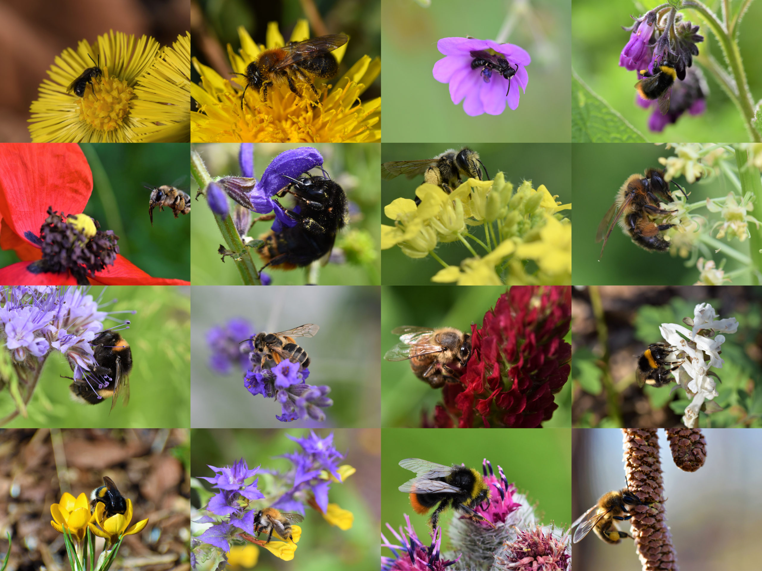 Beitrag Bienen - Collage aus Einzelbildern