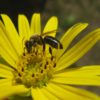 Durchwachsene Silphie (Silphium perfoliatum) - Blüte mit Biene