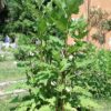 Durchwachsene Silphie (Silphium perfoliatum) - Darstellung der Pflanze
