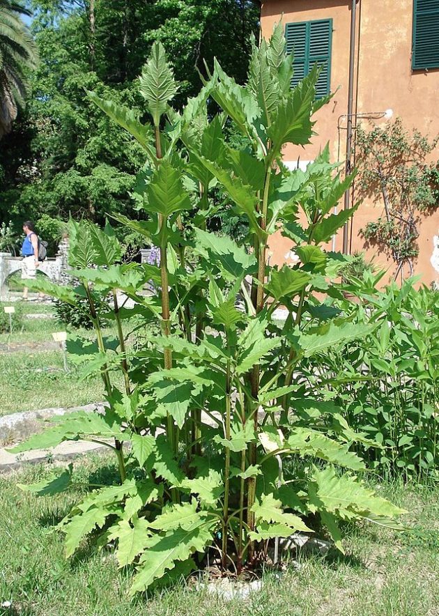 Durchwachsene Silphie (Silphium perfoliatum) - Darstellung der Pflanze