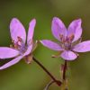 Gewöhnlicher Reiherschnabel (Erodium cicutarium) - Darstellung der Blüte