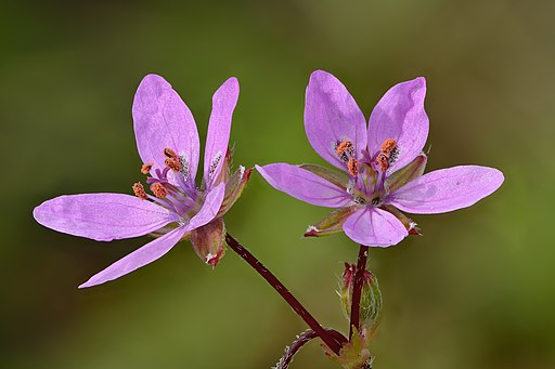 Gewöhnlicher Reiherschnabel (Erodium cicutarium) - Darstellung der Blüte