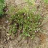 Gewöhnlicher Reiherschnabel (Erodium cicutarium) - Darstellung der Pflanze