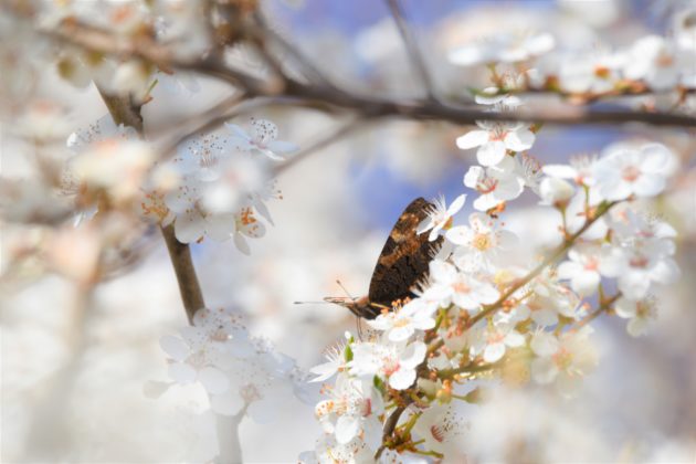 Schmetterling auf Kirschpflaume (Prunus cerasifera)