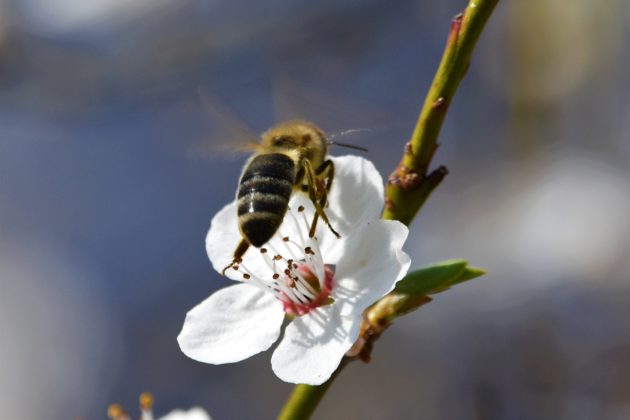 Biene auf Blüte der Kirschpflaume (Prunus cerasifera)