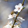 Honigbiene auf Kirschpflaume (Prunus cerasifera)