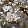 Blüten der Kirschpflaume (Prunus cerasifera)