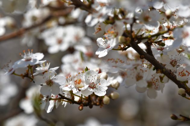 Blüten der Kirschpflaume (Prunus cerasifera)