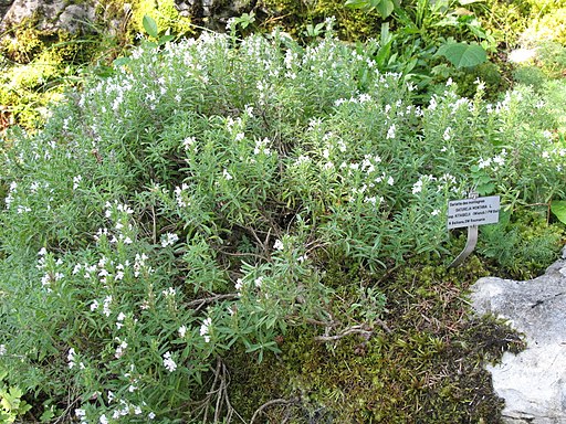 Bohnenkraut, Berg- (Satureja montana) - Darstellung der Pflanze