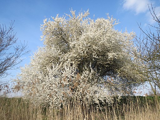Kirschpflaume (Prunus cerasifera) - Darstellung der Pflanze
