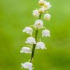 Maiglöckchen (Convallaria majalis) - Darstellung der Blüte