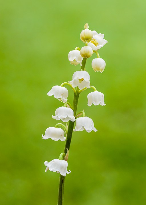 Maiglöckchen (Convallaria majalis) - Darstellung der Blüte