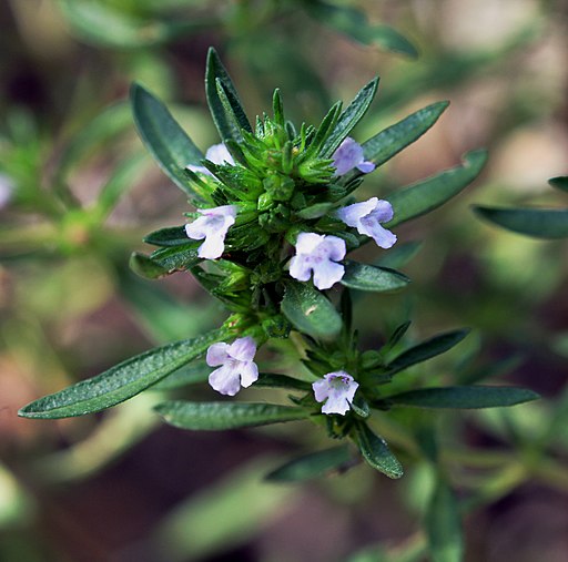 Sommer-Bohnenkraut (Satureja hortensis) - Darstellung der Blüte
