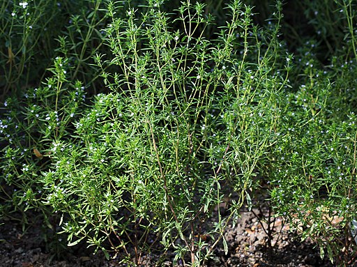 Sommer-Bohnenkraut (Satureja hortensis) - Darstellung der Pflanze