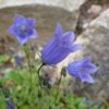 Zwerg-Glockenblume (Campanula cochleariifolia) - Darstellung der Blüte