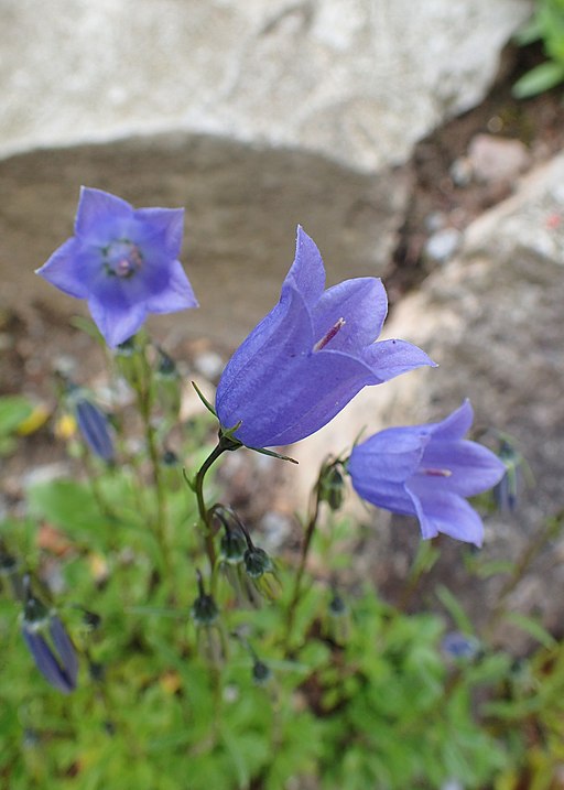 Zwerg-Glockenblume (Campanula cochleariifolia) - Darstellung der Blüte