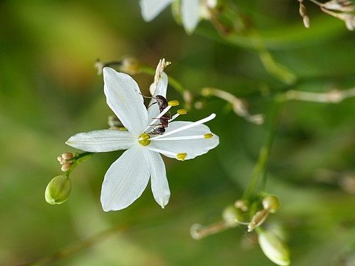 Ästige Graslilie (Anthericum ramosum) - Darstellung der Blüte