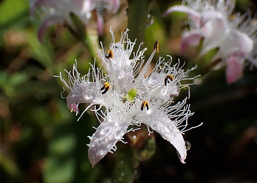 Fieberklee (Menyanthes trifoliata) - Darstellung der Blüte