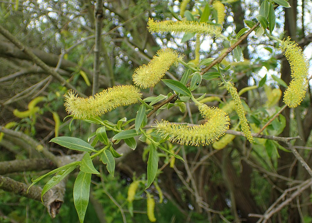 Bruchweide (Salix fragilis) - Darstellung der Blüte