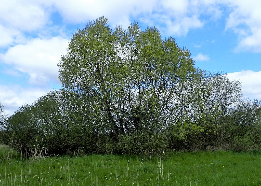 Bruchweide (Salix fragilis) - Darstellung der Pflanze