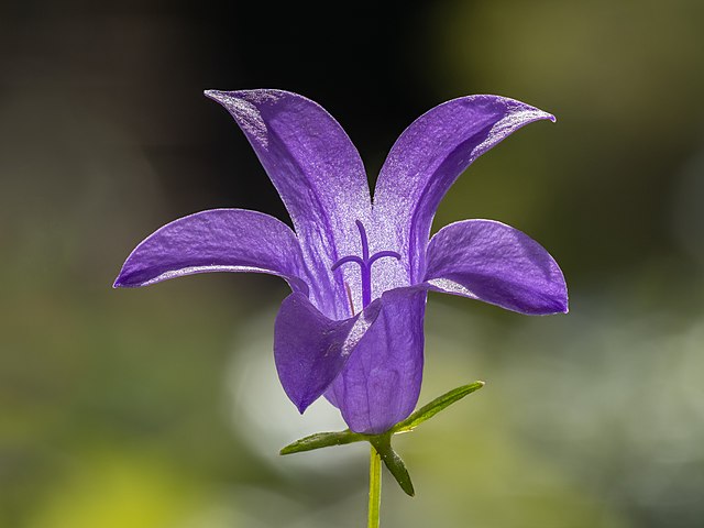 Dalmatiner-Glockenblume (Campanula portenschlagiana) - Darstellung der Blüte