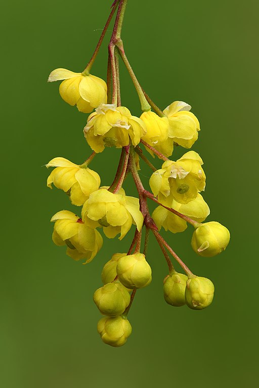 Gewöhnliche Berberitze (Berberis vulgaris) - Darstellung der Blüte