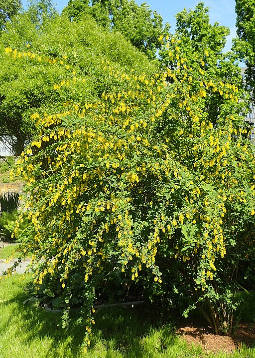 Gewöhnliche Berberitze (Berberis vulgaris) - Darstellung der Pflanze