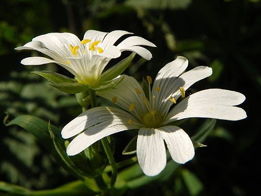 Große Sternmiere (Stellaria holostea) - Darstellung der Blüte