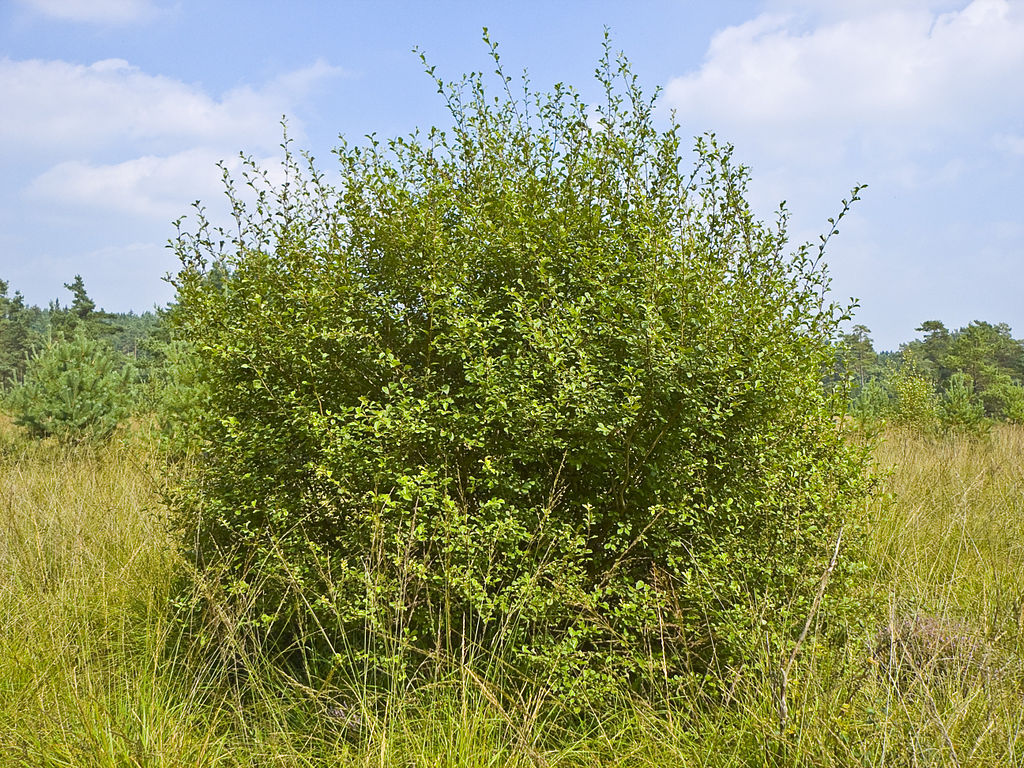Ohrweide (Salix aurita) - Darstellung der Pflanze