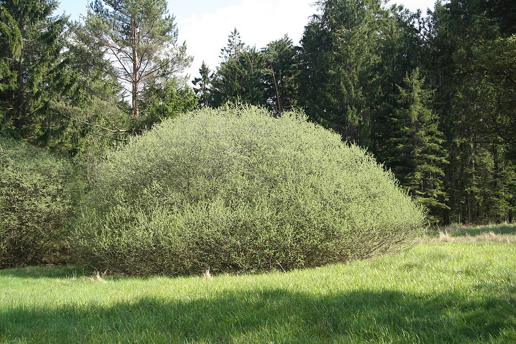 Rosmarinweide (Salix rosmarinifolia) - Darstellung der Pflanze