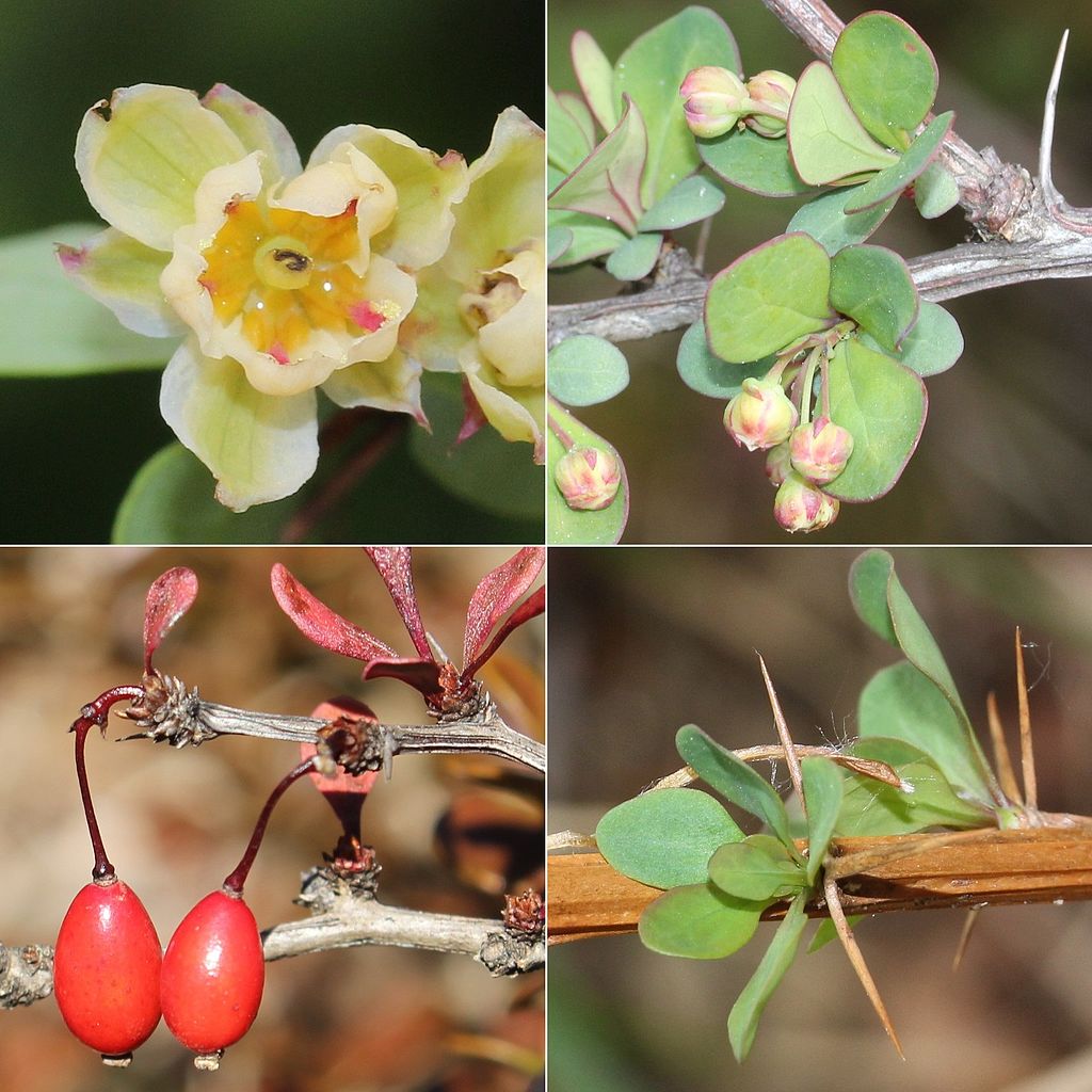 Thunberg-Berberitze (Berberis thunbergii) - Collage Frucht, Blüten und Blätter