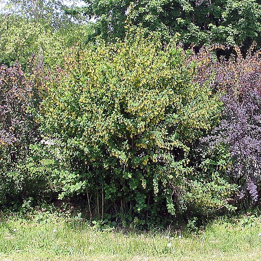 Thunberg-Berberitze (Berberis thunbergii) - Darstellung der Pflanze