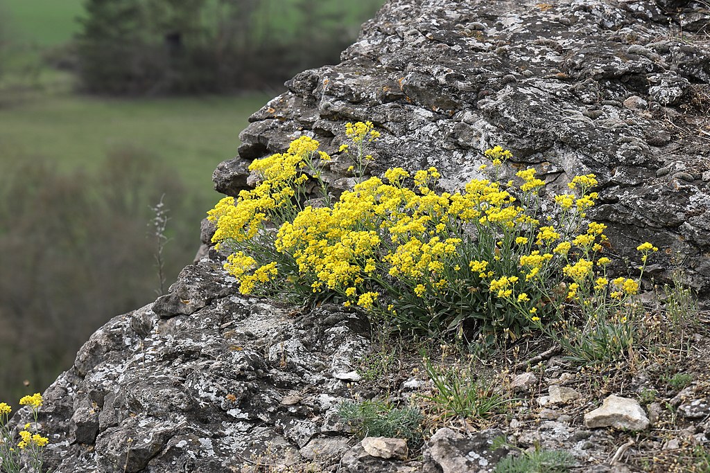 Felsen-Steinkraut (Aurinia saxatile) - Darstellung der Pflanze