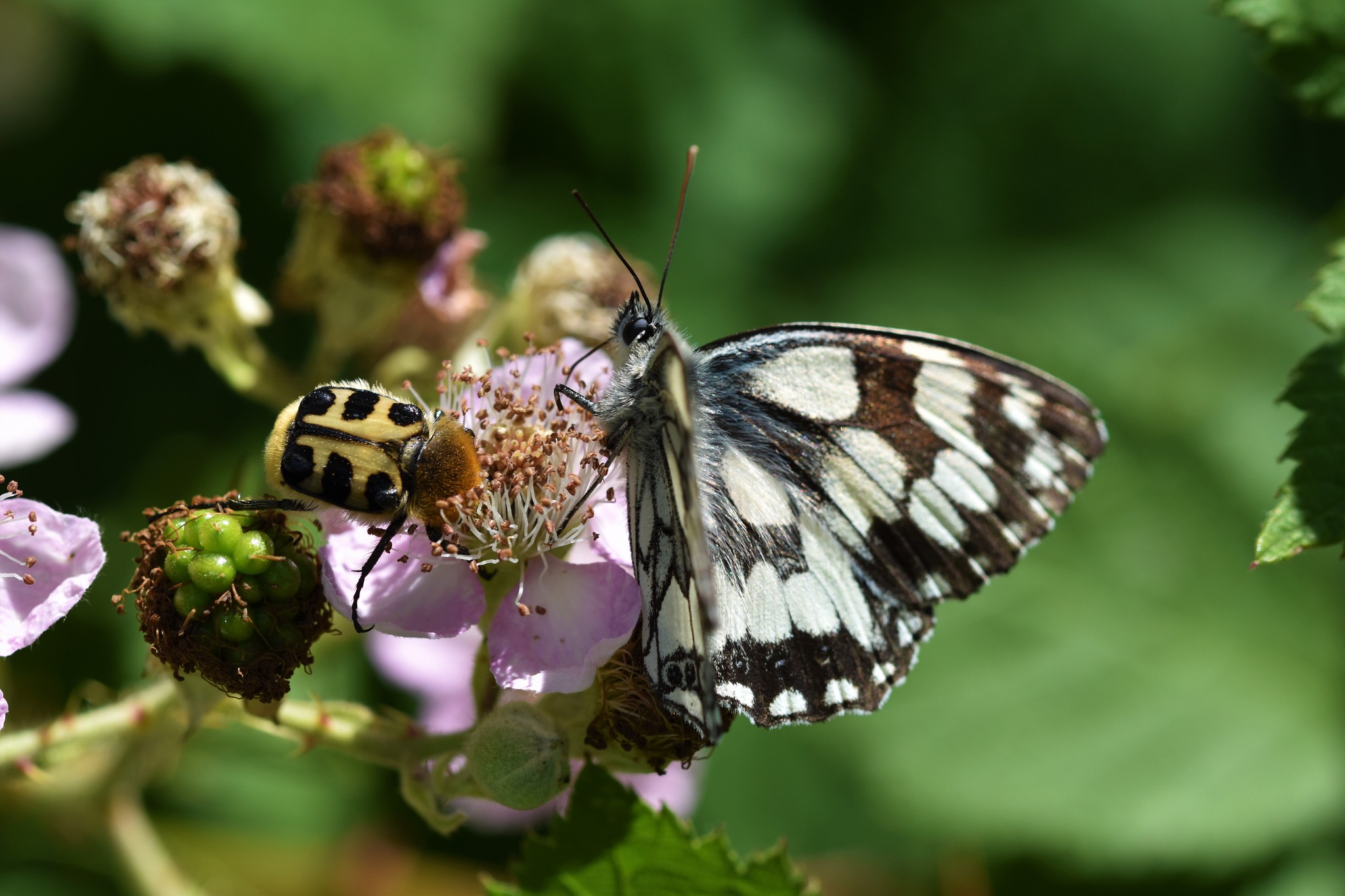 Beitrag zur Brombeere - Schmetterling und Pinselkäfer auf Brombeerblüte