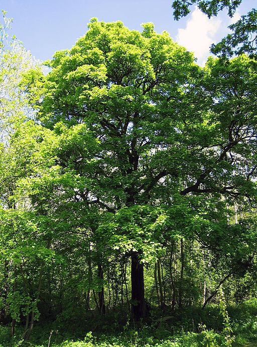 Elsbeere (Sorbus torminalis) - Darstellung der Pflanze