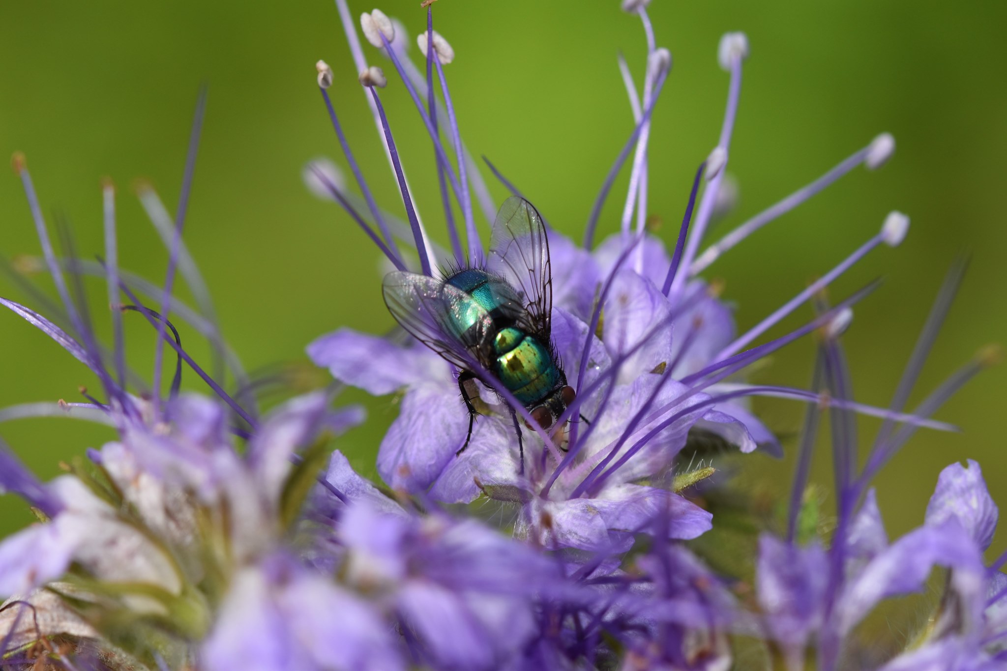 Foto: Martin Hampe Fliege auf der Blüte der Phazelie