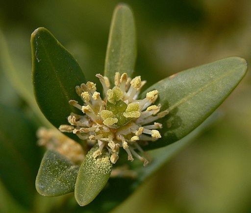 Gewöhnlicher Buchsbaum (Buxus sempervirens) - Darstellung der Blüte