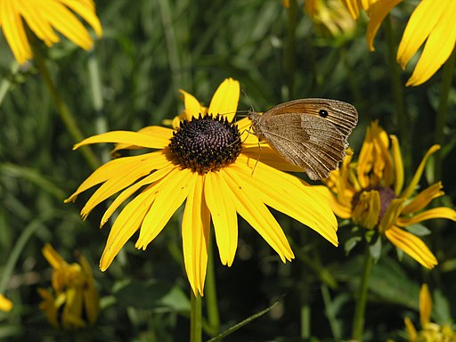 Gewöhnlicher Sonnenhut (Rudbeckia fulgida) - Schmetterling auf der Blüte