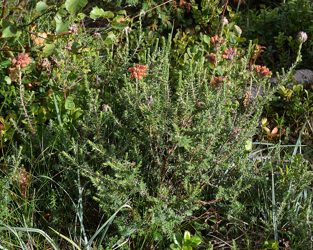 Glocken-Heide (Erica tetralix) - Darstellung der Pflanze