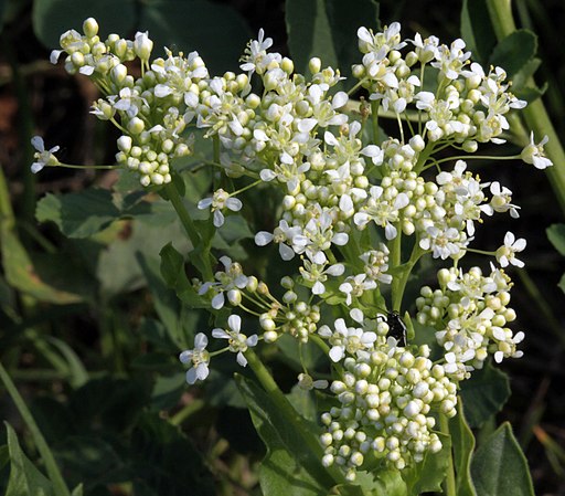 Pfeilkresse (Lepidium draba) - Darstellung der Blüte