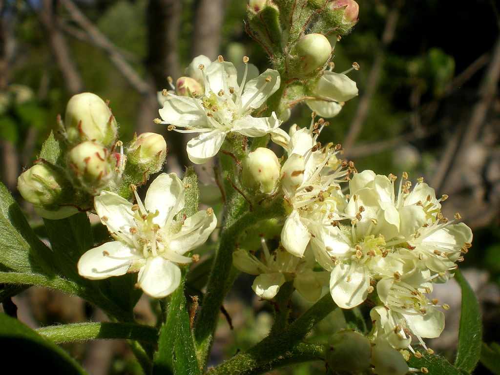 Speierling (Sorbus domestica) - Darstellung der Blüte