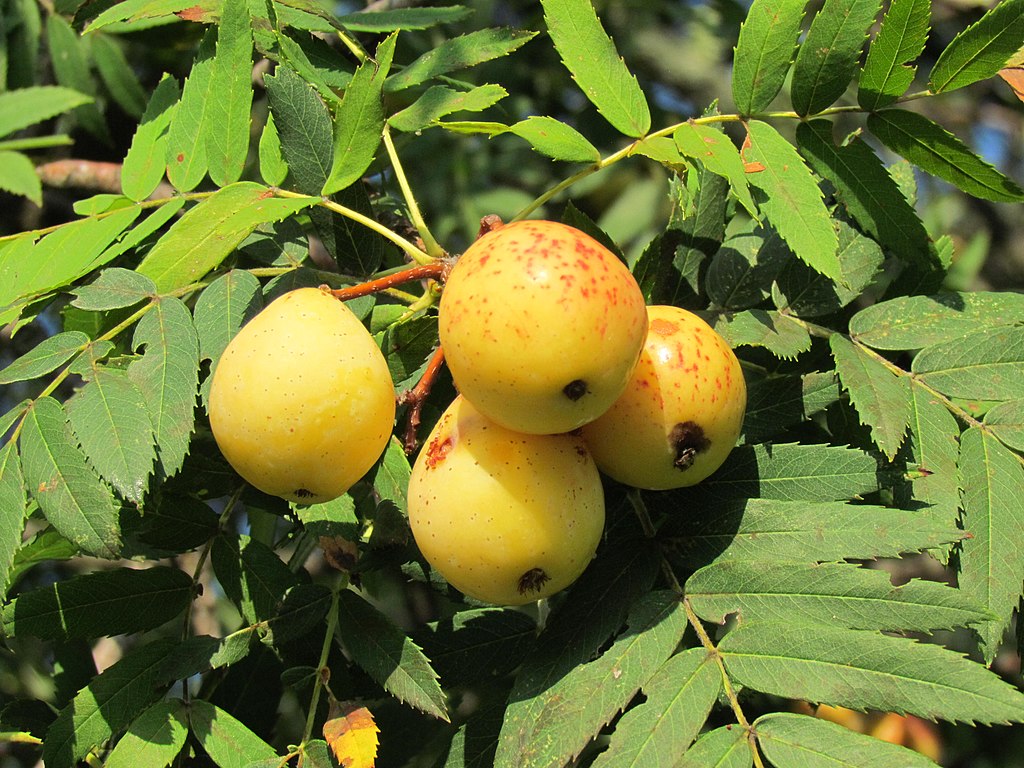 Speierling (Sorbus domestica) - Darstellung der Frucht