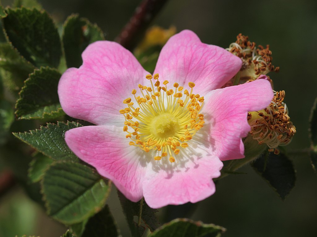 Apfelrose (Rosa villosa) - Darstellung der Blüte