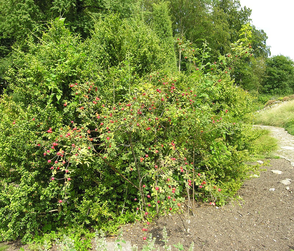 Apfelrose (Rosa villosa) - Darstellung der Pflanze
