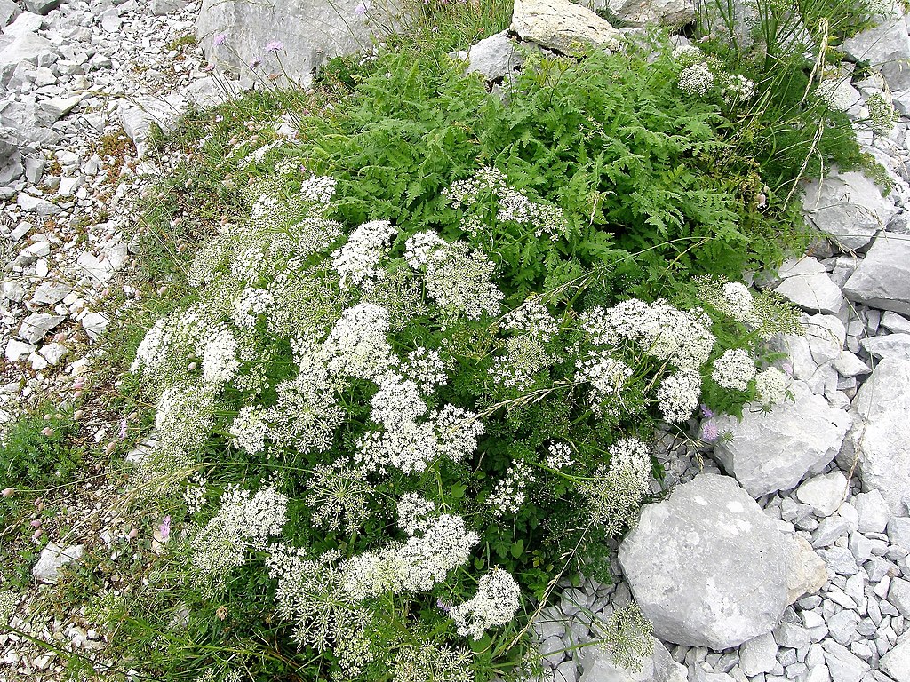 Anis (Pimpinella anisum) - Darstellung der Pflanze
